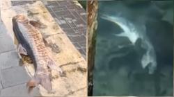 Fenomena Langka, Puluhan Ikan Dewa Mati Mendadak di Cigugur Kuningan