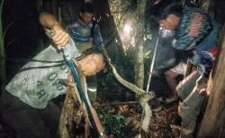 Ular Piton 3 Meter Naik Pohon Usai Mangsa Ayam Warga, Tim Animal Rescue Damkar Segera Evakuasi