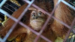 Tim Gabungan Bea Cukai Gagalkan Penyelundupan Orangutan dan Puluhan Satwa Dilindungi ke Thailand