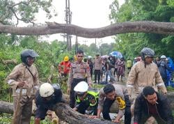 Pohon Tumbang Tutup Jalan, Jalur  Trans Utara Timor Tengah Selatan Macet