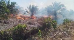 Banjir Belum Usai, Riau Kini Dikepung Titik Api, Bengkalis Siaga Darurat Karhutla