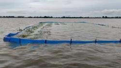 Banjir Picu Gagal Tanam Massal, DKPP Indramayu Usulkan 250 Ton Benih ke Kementan