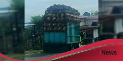 Truk Sawit Overload Hantui Jalan Pangale, Warga Mateng Desak Penertiban Tegas