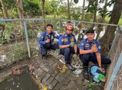 BPBD Evakuasi Dua Buaya Besar Peliharaan Warga Karawang