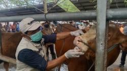 12 Kecamatan di Tulungagung Terjangkit PMK, Disnakeswan Perketat Pengawasan Ternak
