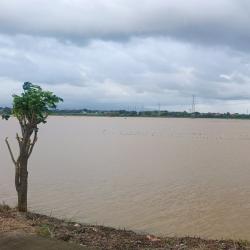Banjir di Jepara Picu Ribuan Hektare Sawah Gagal Panen, Kerugian Tembus Puluhan Miliar