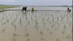 Petani Indramayu Bangkit dari Banjir, Meski Dihantui Kerugian Besar