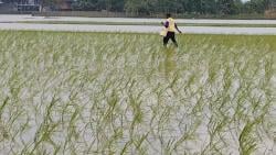 Petani Indramayu Keluhkan Langkanya Pupuk Subsidi