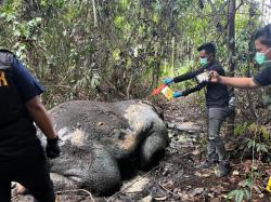 Gajah yang Mati di Area RAPP Diketahui  Ditembak Pemburu, Gading Hilang
