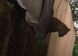 Macan Tutul Muncul di Desa Maruyung Pacet, Dua Warga Jadi Korban