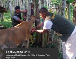 Cegah Wabah PMK, Pemkab Pidie Jaya Vaksinasi 1.000 Ekor Sapi dan Kerbau
