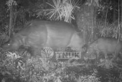 Momen Langka: Badak Jawa Melahirkan, Anak dan Induk Terekam Kamera di Ujung Kulon