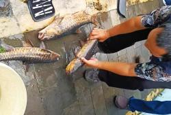 Hasil Bedah Bangkai Mengejutkan: Perut Ikan Dewa Kosong Melompong Sebelum Mati