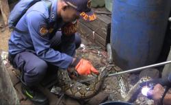 Tak Berkutik! Ular Sanca Pemangsa Ayam di Ranca Darah Akhirnya Diringkus Damkar Purwakarta