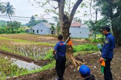 Ribuan Ulat Bulu Resahkan Warga Pagundan, Damkar Lakukan Pemusnahan