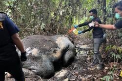 Sadis! Gajah Sumatera Ditemukan Mati Tanpa Kepala di Riau, Menhut Murka: Pemburu Tak Akan Dimaafkan