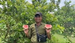 Agrowisata Jambu Kristal Merah Bandungrejo, Daya Tarik Baru Wisata Petik Buah di Bojonegoro