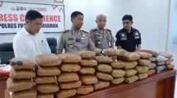 Polres Padang Pariaman Bongkar Peredaran Ganja 43 Kg
