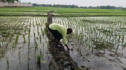 Presiden Prabowo Targetkan LP2B 87 Persen, Kabupaten Madiun Kurang Hampir 8.000 Hektare