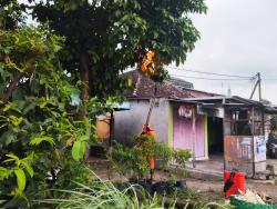 Meresahkan, Dua Sarang Tawon Ganas di Rumah Warga Jombang Dilenyapkan