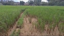 Petani di Tenjo Bogor Merugi Puluhan Juta Rupiah Usai Sawah 5 Hektare Diterjang Banjir