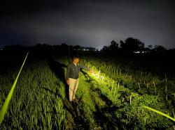 Kepergok Petik Cabai Tengah Malam, Pria Asal Bojonegoro Ditangkap di Geneng Blora