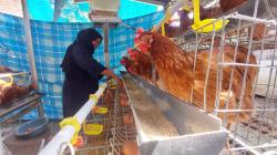 Konsumsi Meningkat Saat Ramadan, Program GAYATRI Perkuat Pasokan Telur di Bojonegoro