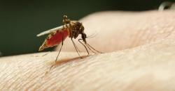 KLB Malaria Rohil Berlanjut, Dinkes Riau Fokus pada Pola Hidup Bersih