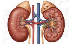 Waspada Silent Killer! Ahli Ungkap Cara Mudah Deteksi Dini Gagal Ginjal Hanya Lewat Tes Urin