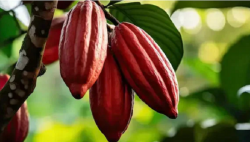 Dorong Pengembangan Kakao, Anggota DPRD Jabar Siapkan Benih Gratis bagi Petani