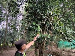 Petir Sambar Pohon Melinjo di Klirong, Seekor Sapi Mati dan Instalasi Listrik Rumah Rusak