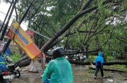 Puluhan Pohon Bertumbangan akibat Hujan Deras Angin Kencang di Semarang, Ini Daftarnya