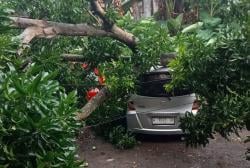 Hujan Lebat Angin Kencang Landa Semarang, Pohon Tumbang Timpa Mobil hingga Warung Ayam Geprek