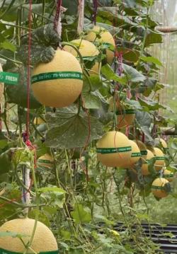Melon Premium Gabe Farm Sukoharjo Siap Diserbu Pemburu Takjil