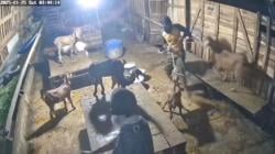 Pencuri 5 Kambing di Gowa Ditangkap Polisi Setelah Buron Setahun