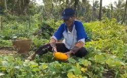 Berkah Ramadan! Meski Panen Turun, Petani Timun Suri Lebak Tetap Raup Cuan Jutaan per Hari