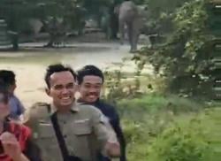 Kawanan Gajah Liar Amuk Perumahan Karyawan Arara Abadi di Siak, Fasilitas dan Kendaraan Rusak 