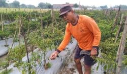 Cuaca Buruk, Petani Lombok di Blora Terpaksa Cabut Tanaman yang Terserang Penyakit