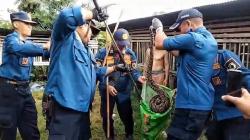 Ular Sanca Kembang 4 Meter Memangsa Dua Ayam Ternak Warga, Melawan Saat Dievakuasi Damkar