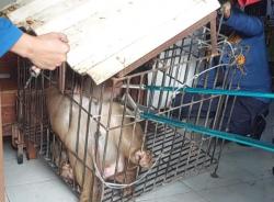 Lukai Pemilik, Monyet yang di Pelihara Hampir 5 Tahun Akhirnya Ditangani Damkar Probolinggo