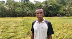 Persawahan Oeheni Diterjang Banjir Lumpur, 15 KK di Desa Naob Terancam Gagal Panen