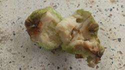 Buah Busuk Ditemukan pada Menu MBG Siswa SMP Negeri 1 Nglames, SPPG Tanggung Jawab?