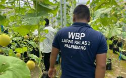 Hasil Pembinaan Kemandirian, Penghuni Lapas Kelas I Palembang Panen Melon Inthanon