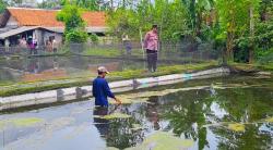 Bocah 5 Tahun Hilang Misterius, Petugas Sisir Semak Dam Kolam Ikan