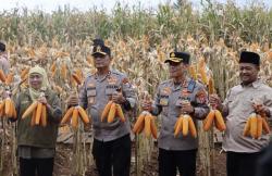 Panen Raya di Banyuwangi, Jatim Sumbang Hampir 30 Persen Jagung Nasional
