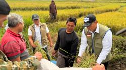 Panen Raya 200 Hektare Jelang Lebaran, Bulog Semarang Jamin Pembelian Gabah