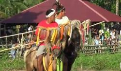 Pajura dan Pasola Wanukaka Tinggal Hitungan Hari, Tanah Marapu Bersiap Sambut Ritual Sakral