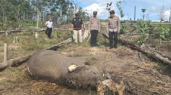 Kasus Gajah Mati di TNTN,  Polda Riau Tetapkan Pemilik Lahan Tersangka