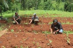 Ketika Prajurit TNI Semangati Petani Tanam Cabai, Doakan Panen Melimpah