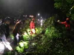 Hujan Deras Guyur Kediri, Pohon Tumbang Timpa Kios Mebel hingga Putus Aliran Listrik